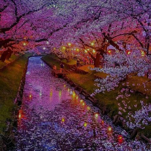 مجتبی آلاله صحرا به صحرا اسم تو پیچیده توی هر دیار